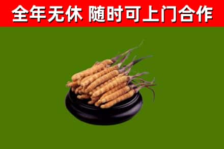 伊犁州回收散虫草