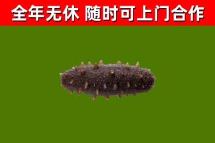 伊犁州回收海参干